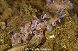 Nudi? by Eschelle Knoesen 